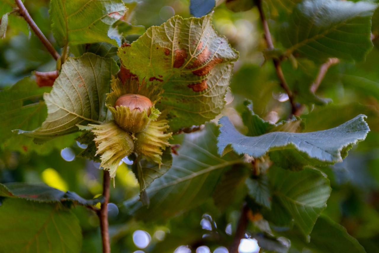 Chalé da Quinta Lavoura da Bouça - Fruta Bio Celorico De Basto Exterior foto
